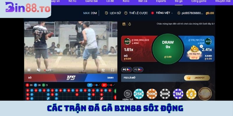 Các trận đá gà Bin88 sôi động